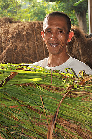 Cogon grass